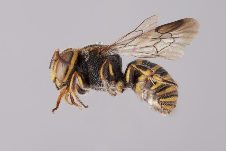 [Hoplostelis male (lateral/side view) thumbnail]
